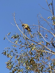 Cyanoliseus patagonus
