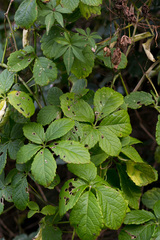 Cyphostemma hypoleucum