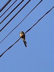 Cyanoliseus patagonus