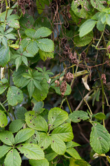 Cyphostemma hypoleucum