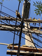 Cyanoliseus patagonus