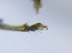 Pristiphora compressa