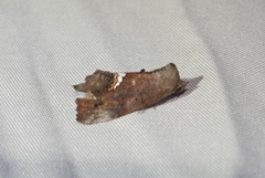 Hypsoropha hormos
