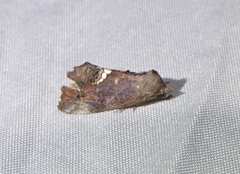 Hypsoropha hormos