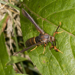 Vitacea polistiformis