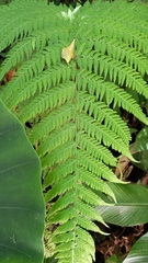 Macrothelypteris