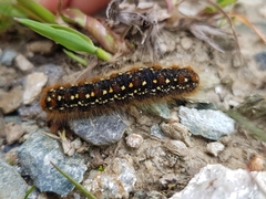 Eriogaster arbusculae