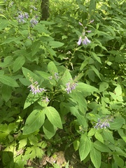 Desmodium cuspidatum