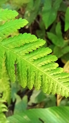 Macrothelypteris