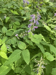 Desmodium cuspidatum