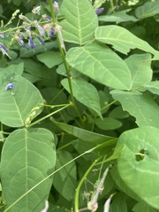 Desmodium cuspidatum