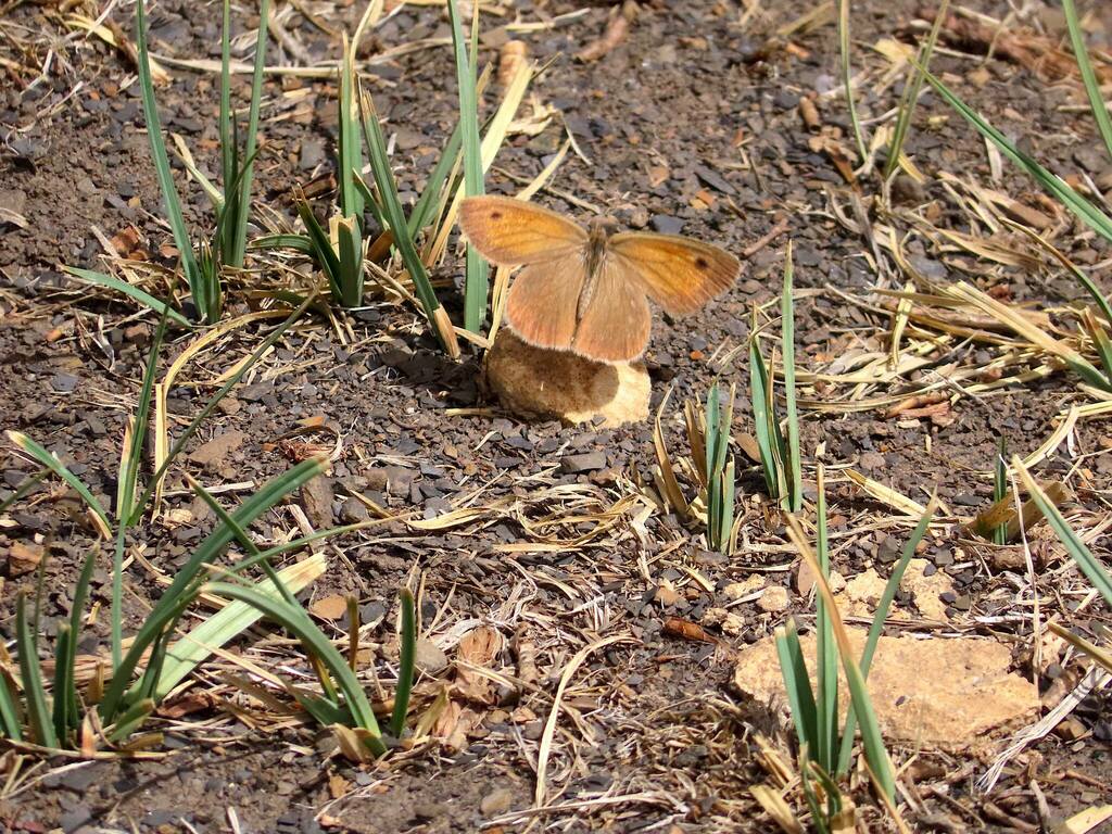 Dusky Meadowbrown