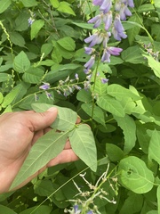 Desmodium cuspidatum