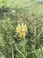 Linaria vulgaris