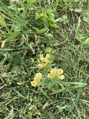 Linaria vulgaris