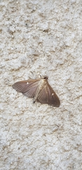 Cydalima perspectalis