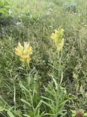 Linaria vulgaris