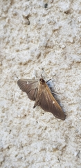 Cydalima perspectalis