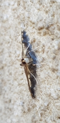 Cydalima perspectalis