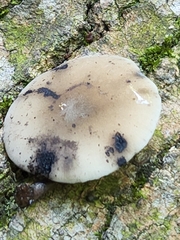 Hydropus fuliginarius