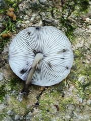 Hydropus fuliginarius