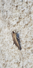 Cydalima perspectalis
