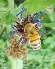Apis mellifera