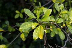 Ficus natalensis