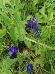 Gentiana pneumonanthe