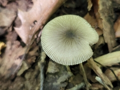 Pluteus deceptivus