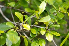 Ficus natalensis