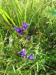 Gentiana pneumonanthe