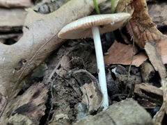 Pluteus deceptivus