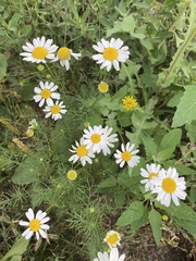 Tripleurospermum inodorum