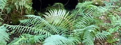 Polystichum setiferum