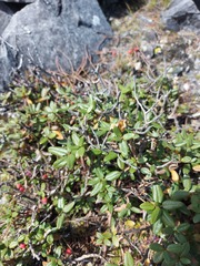 Rhododendron adamsii