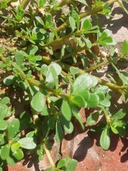 Portulaca oleracea