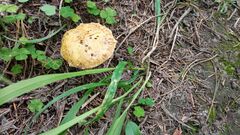Suillus sibiricus