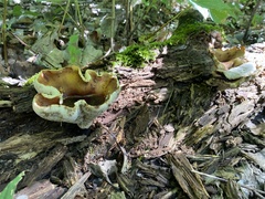 Fungi