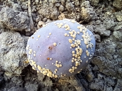 Monilinia fructigena