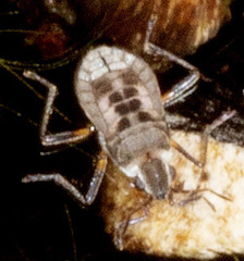 Microvelia pulchella