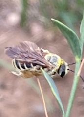 Dieunomia nevadensis bakeri
