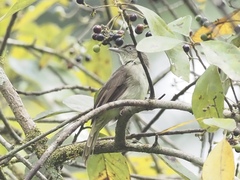 Iole viridescens cinnamomeoventris