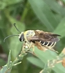 Dieunomia nevadensis bakeri