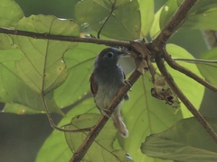 Cyanoderma erythropterum