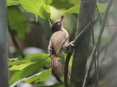 Malacopteron magnirostre