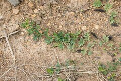 Indigofera hendecaphylla