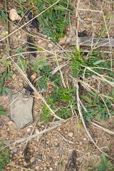 Indigofera hendecaphylla
