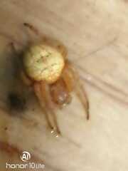 Araneus marmoreus