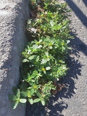Portulaca oleracea